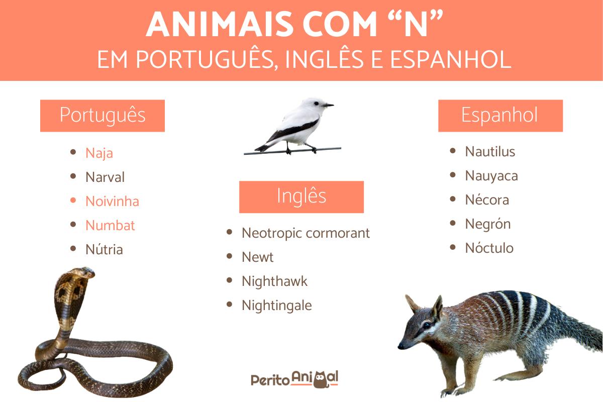 animal com a letra n