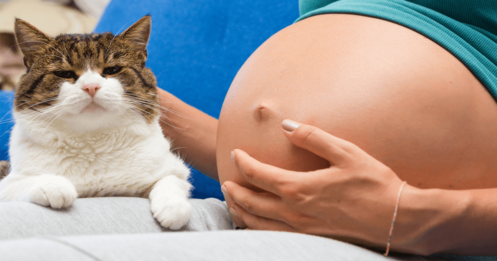 Doença Do Gato Na Gravidez