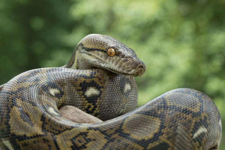 sonhar com muitas cobras