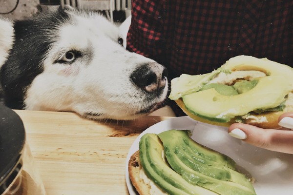 cachorro pode comer abacate