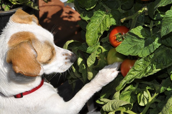 cachorro pode comer tomate