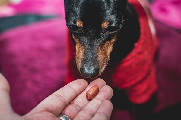 cachorro pode comer amendoim