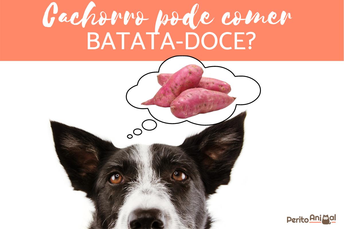 cachorro pode comer batata doce