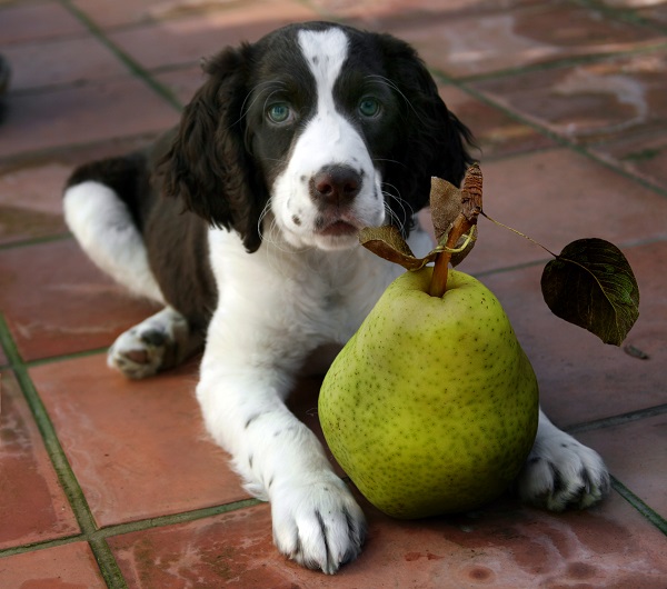 cachorro pode comer pera