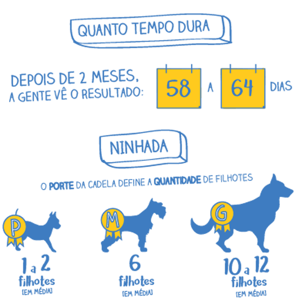 Gravidez De Cachorro Dura Quanto Tempo