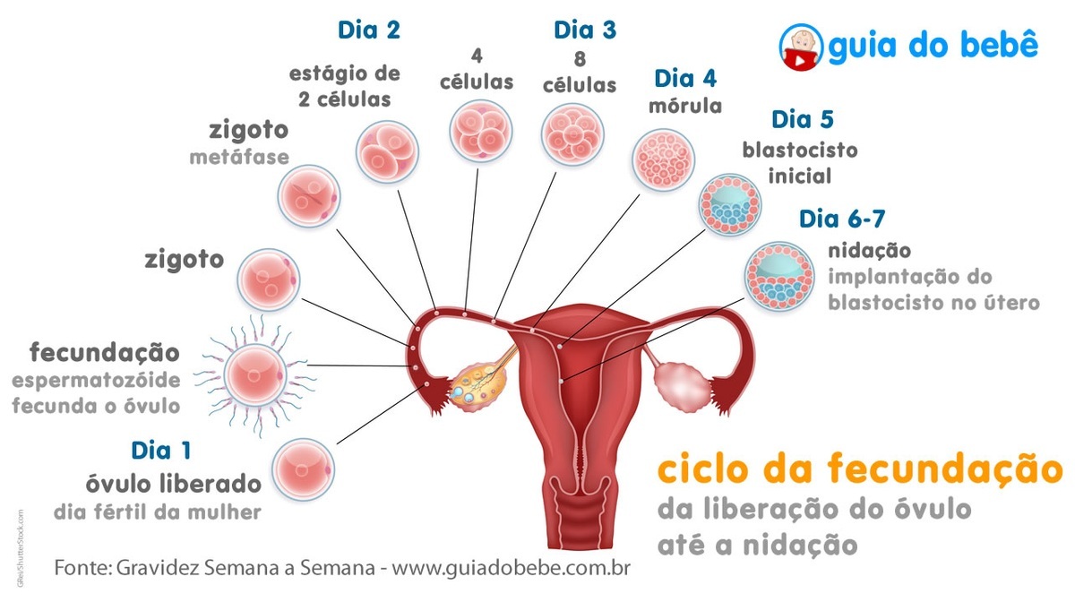 Sintomas Terceira Semana De Gravidez Maternidade And Hospital Octaviano Neves 
