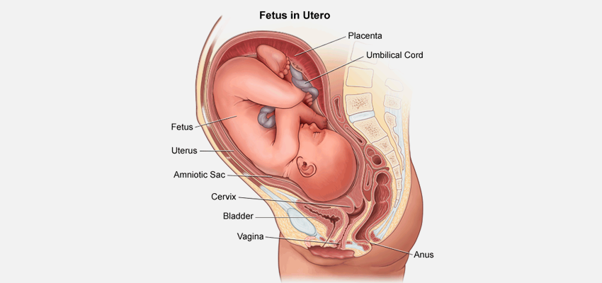 Hemorroida Na Gravidez Prejudica O Bebê
