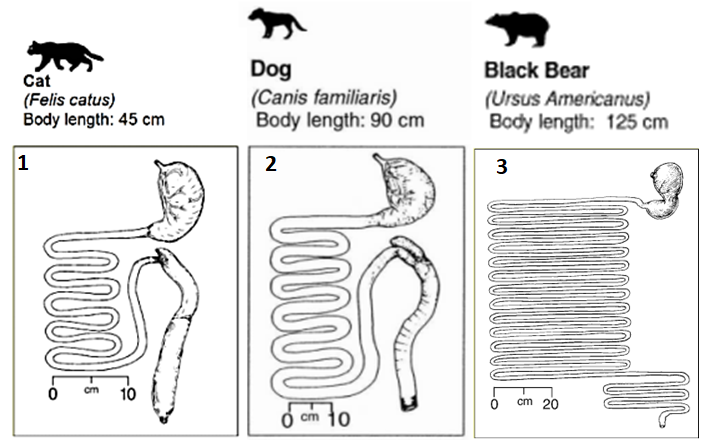 cachorro pode comer ração de gato?