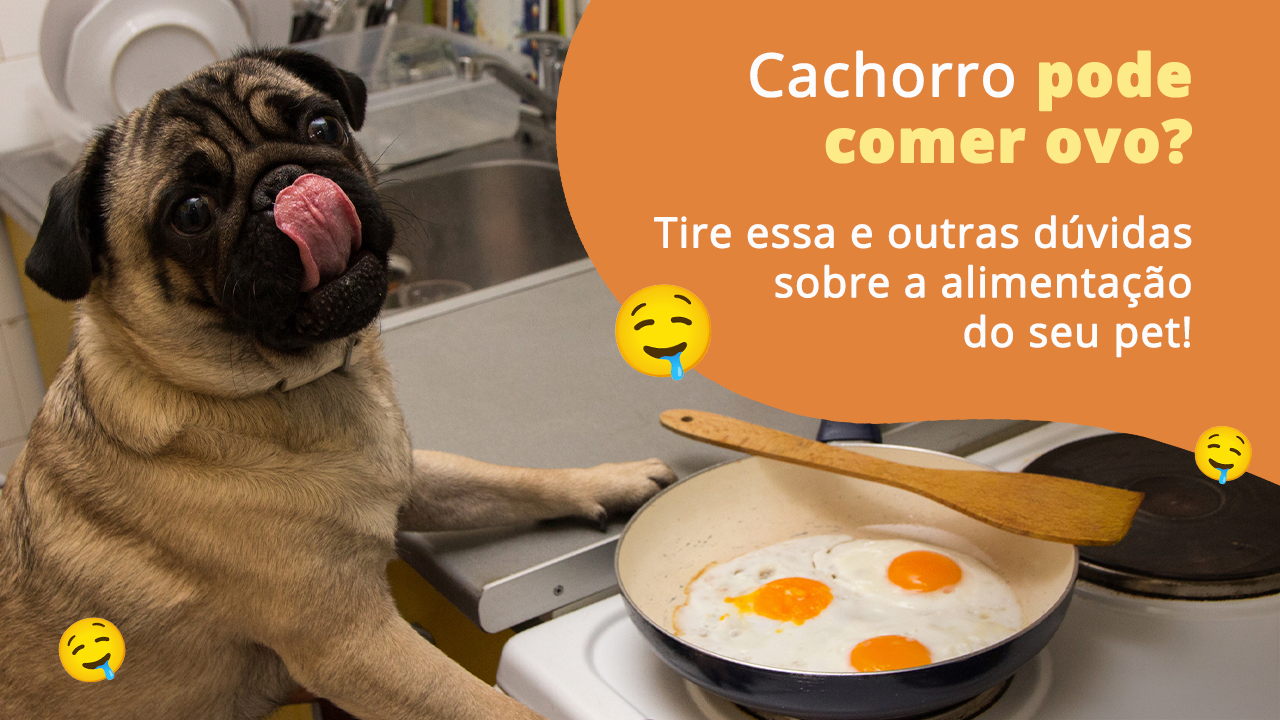 cachorro pode comer ovo cru?