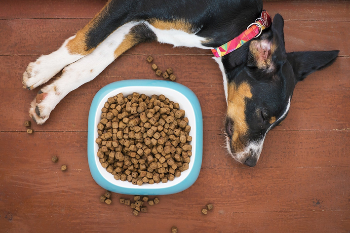 cachorro pode comer salsicha?