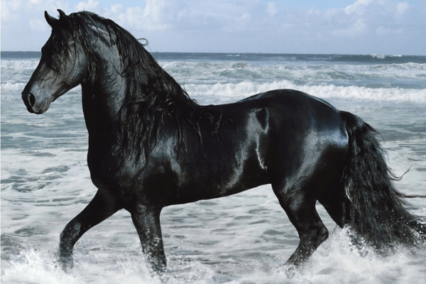o que significa sonhar com cavalo preto?