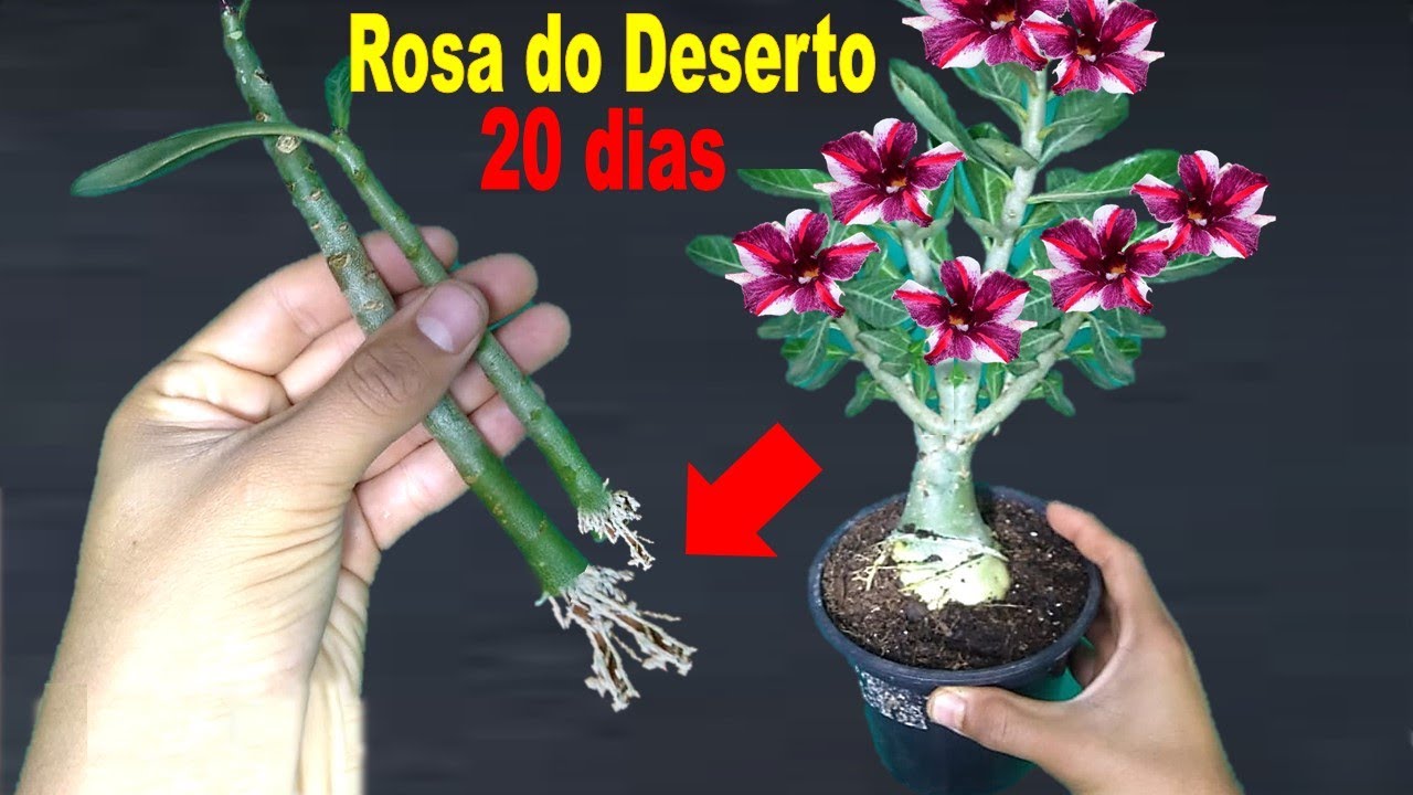 Como fazer muda de rosa do deserto?