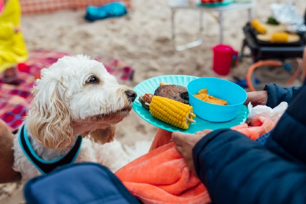 cachorro pode comer milho?