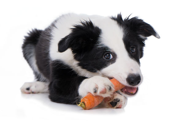 cachorro pode comer cenoura?