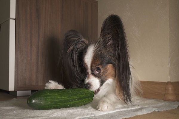 cachorro pode comer pepino?