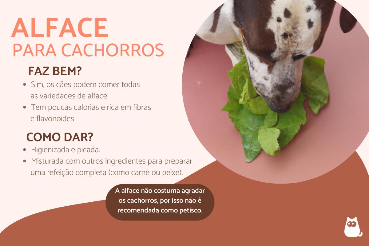 cachorro pode comer alface?