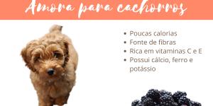 cachorro pode comer mandioca?