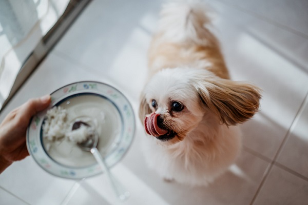 cachorro pode comer arroz?