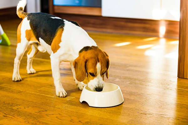 cachorro pode comer cuscuz?