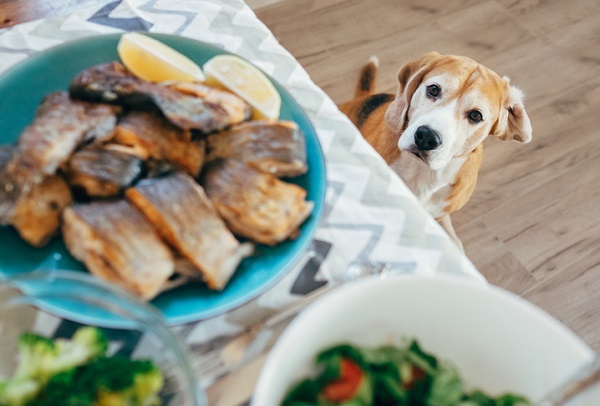 cachorro pode comer peixe?