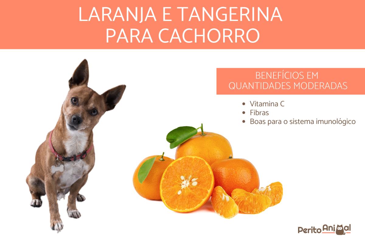 cachorro pode comer tangerina?