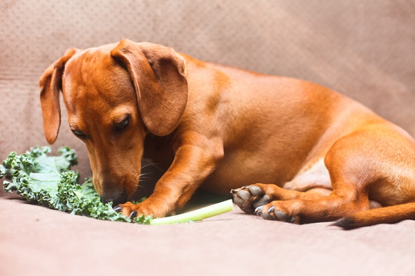 cachorro pode comer couve?