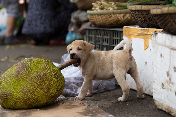 cachorro pode comer jaca?