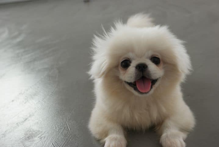 cachorro pode comer acerola?