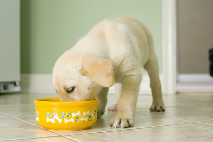 cachorro pode comer aveia?