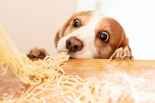 cachorro pode comer macarrão?