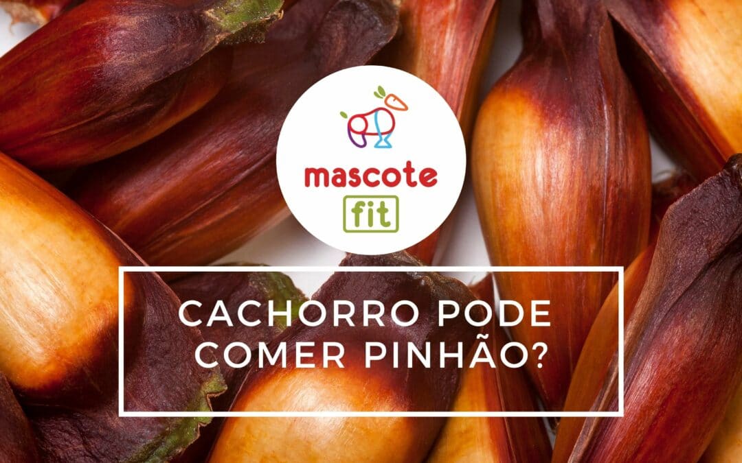 cachorro pode comer pinhão?