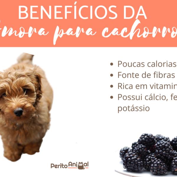 cachorro pode comer amora?