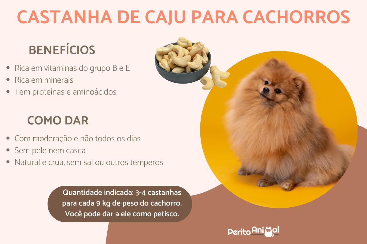 cachorro pode comer castanha de caju?