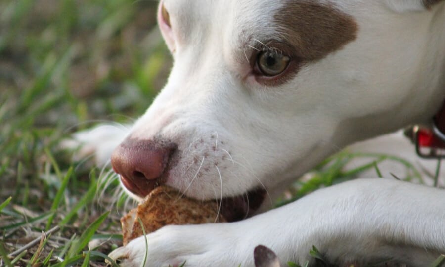 cachorro pode comer ervilha?