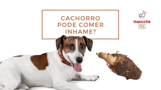 cachorro pode comer inhame?