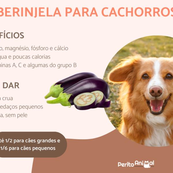 cachorro pode comer berinjela?