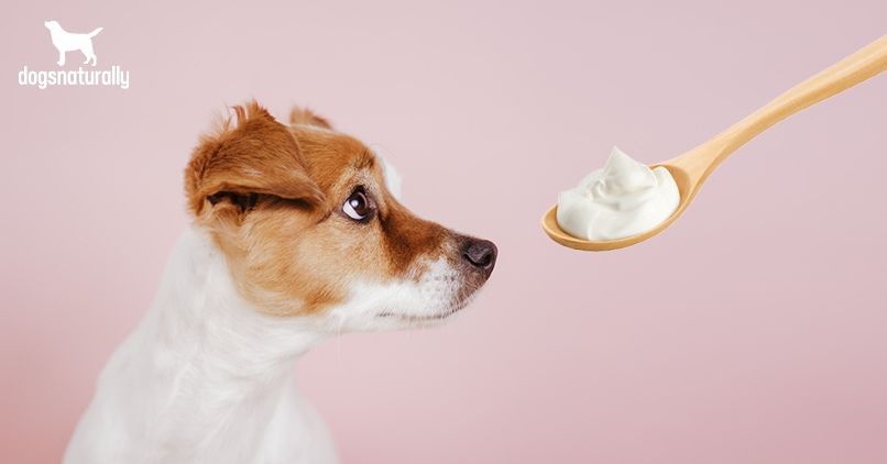 cachorro pode comer iogurte?