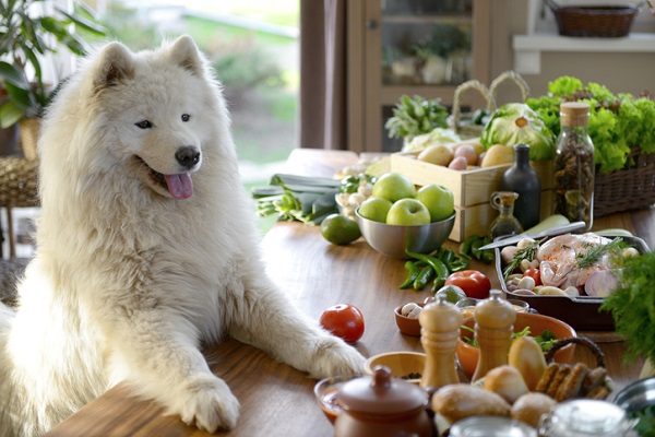 cachorro pode comer macaxeira?