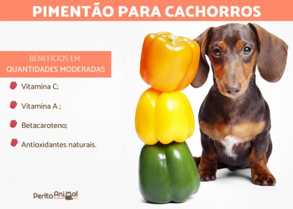 cachorro pode comer pimentão?