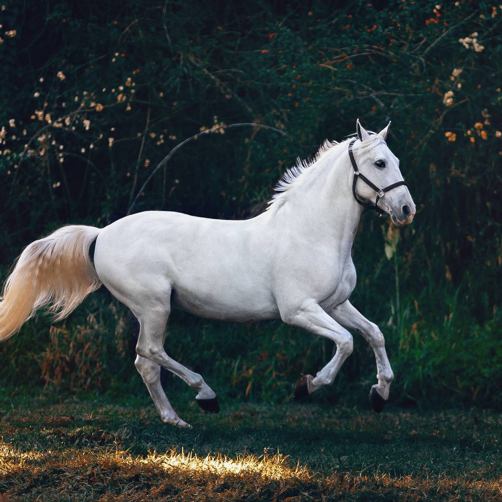 O que significa sonhar com um cavalo branco?