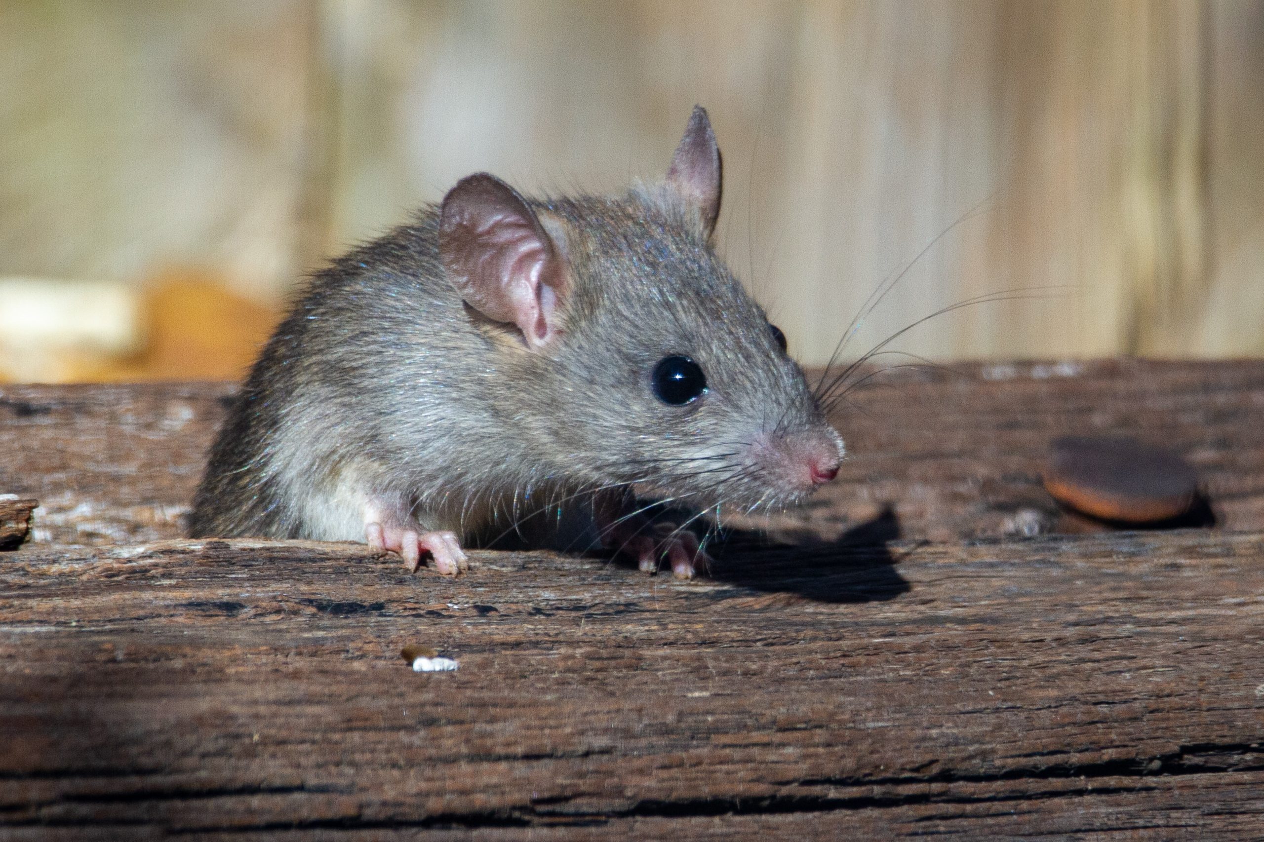 O que significa sonhar com um rato correndo?