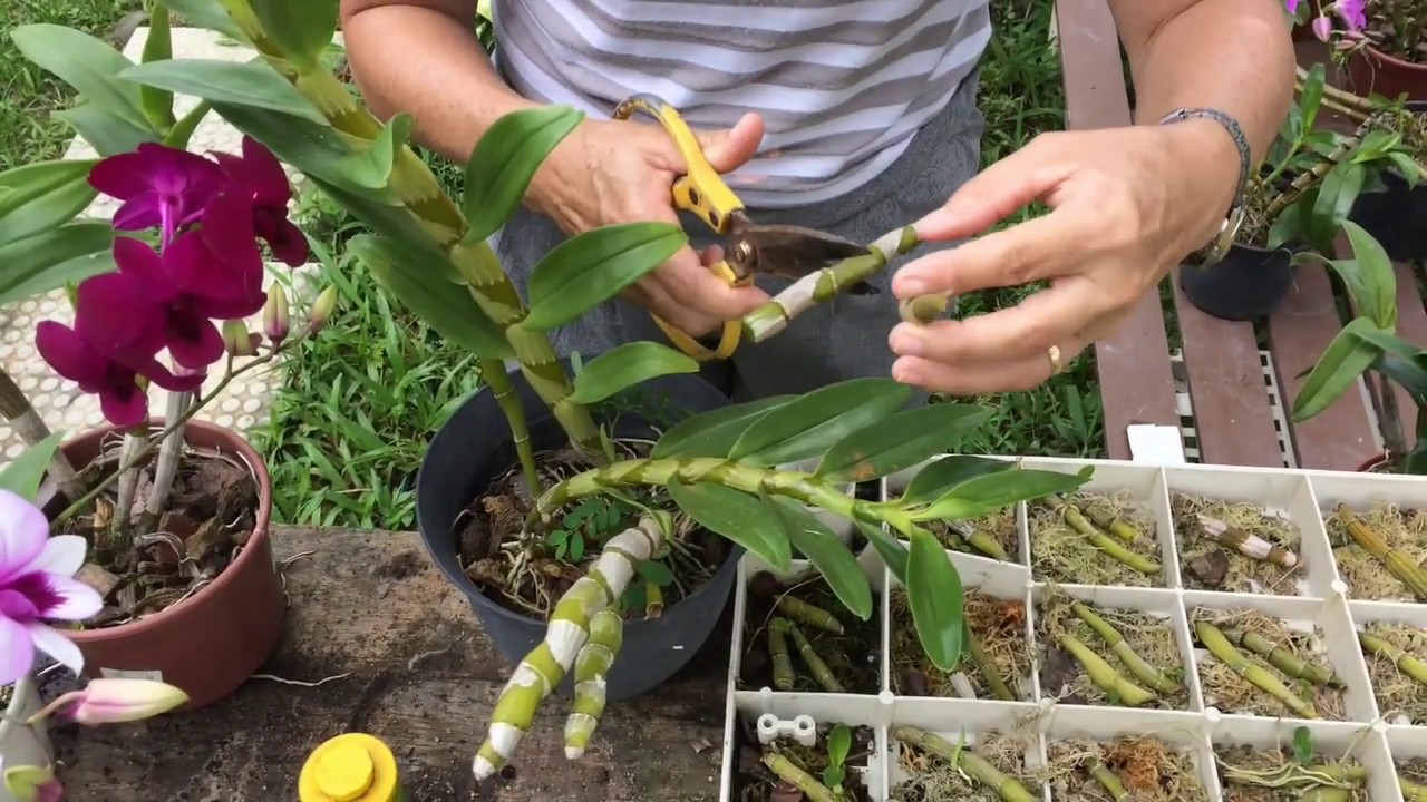 como fazer muda de orquídea?