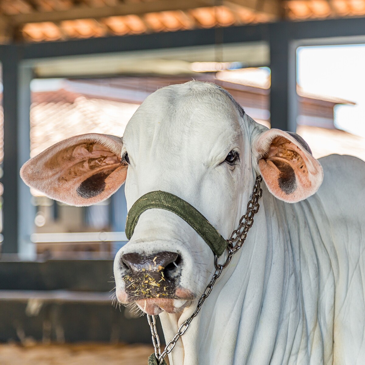 o que significa sonhar com boi branco?