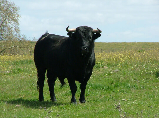 o que significa sonhar com boi preto?