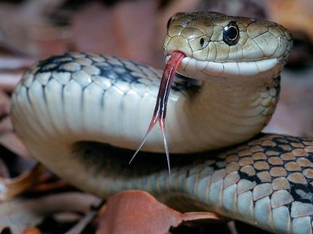 o que significa sonhar com cobra rastejando?